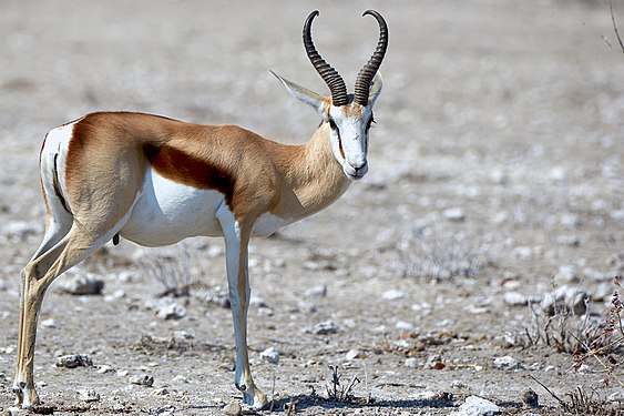 Springbok (antidorcas marsupialis) near Okaukuejo in Etosha