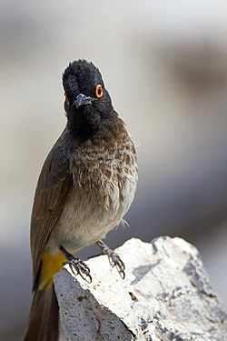 African red-eyed bulbul (pycnonotus nigricans) at the Okaukuejo waterhole in Etosha Namibia