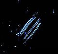 Image 29A Euplokamis comb jelly is bioluminescent. (from Animal coloration)