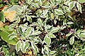 Cornus alba 'Ivory Halo®' a cultivar grown for its variegated foliage.