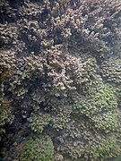 Encroutement algal et ou bactérien sur bryophytes et Marchantiophyta