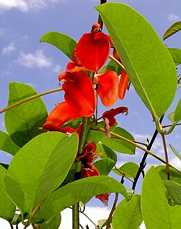 Erythrina crista-galli fa virága