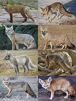 Várias raposas verdadeiras: da esquerda para a direita e de cima para baixo: raposa vermelha, raposa-de-rüppell, raposa-das-estepes, raposa-de-bengala, raposa-do-ártico, raposa afegã, raposa-do-cabo e feneco.