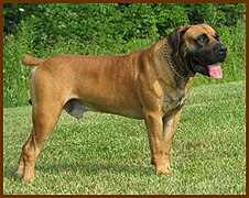 Fulvo Boerboel