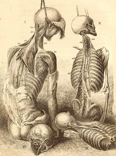 Гравюра костей, мышц и суставов из книги Джона Белла «Анатомия человеческого тела» (1804)