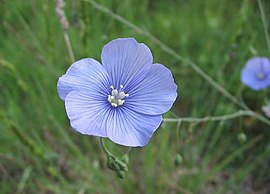 Linum narbonense