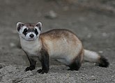 Mustela nigripes