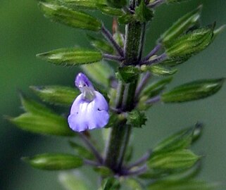 Salvia tiliifolia