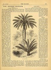 Gravure d'un palmier dans un article de presse au papier jauni.