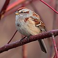 American Tree Sparrow (Spizella arborea)