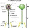 Cápside de la familia Demerecviridae que infecta bacterias.