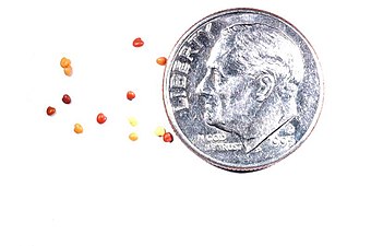 Frön Som storlekjämförelse ett dime-mynt från USA, diameter 18 mm