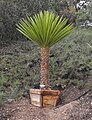 Yucca faxoniana