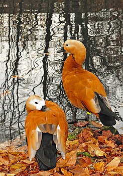 Un couple de Tadorne casarca (Tadorna ferruginea) dans la région de Hanovre (Allemagne). (définition réelle 2 223 × 3 160)