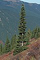 Image 11The narrow conical shape of northern conifers, and their downward-drooping limbs, help them shed snow. (from Conifer)