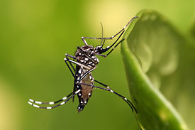 Täiskasvanud Aedes aegypti