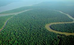 Aerial view of the Amazon Rainforest