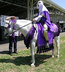 Cheval arabe à l'arrêt monté en costume traditionnel.