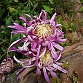 Chrysanthemum purpureum