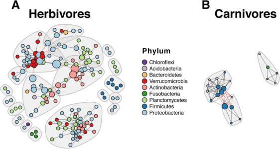 Co-occurrence networks show difference in gut microbiota between herbivorous and carnivorous cichlids Nodes coloured according to phylum. The herbivore network has higher complexity (156 nodes and 339 edges) compared to the carnivore network (21 nodes and 70 edges).[84]