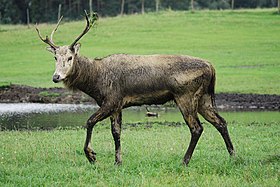 Cerf du Père David (Elaphurus davidianus).