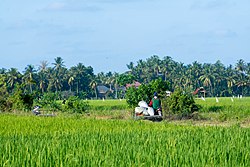 Lahan sawah di Bireuen, Aceh