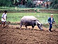 Fendo que un brúfol tire de l'aladro ta labrar, en Vietnam.