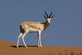 Gazela-árabe-do-deserto na Reserva de Conservação do Deserto Al Marmoom, Dubai