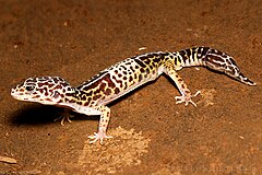 Description de l'image West Indian leopard gecko Eublepharis fuscus by Krishna Khan Amravati.jpg.