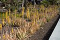 Gran Canaria; Aloe barbadensis miller