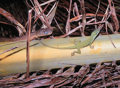 Boiga irregularis kaj Anolis carolinensis