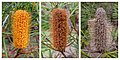 2. A próteafélék (Proteaceae) családba tartozó Banksia spinulosa virágának hervadása (javítás)/(csere)