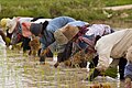 Image 21Cambodian farmers planting rice (from Agriculture in Cambodia)