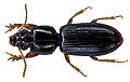 Εικ.17: Clivina fossor, Scaritinae