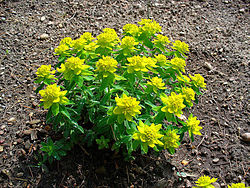 kultatyräkki (Euphorbia epithymoides)