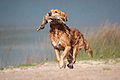 Image 49A gun dog retrieving a duck during a hunt (from Animal)