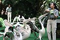 Fütterung der Pelikane im Jurong Bird Park