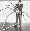 Le crabe-araignée géant du Japon peut atteindre 3,5 m d'envergure.