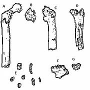 Απολιθώματα του Orrorin tugenensis