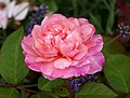 Rosa Gruss an Aachen (Rose)