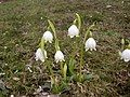 Spring snowflake (Leucojum vernum)