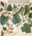 Egertun-herbárium