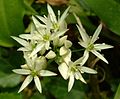 Allium ursinum