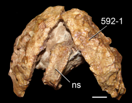 Archeopelta