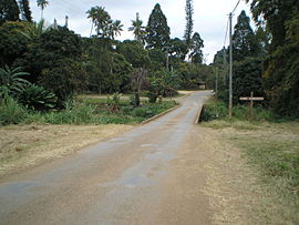 The bridge of Gélima, in Canala