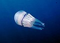 Rhizostoma pulmo, una tipica medusa del Mediterraneo