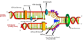 Hình 4: Nhiều loại enzym cùng tác động đến quá trình nhân đôi DNA tại chạc chữ Y.