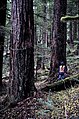 Foresta nella Mount Hood National Forest, Oregon, (USA)