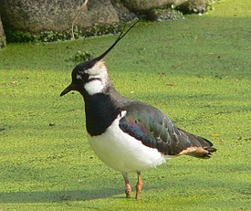 Чибис (Vanellus vanellus)