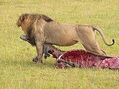 Lion dragging ungulate carcass, Masai Mara